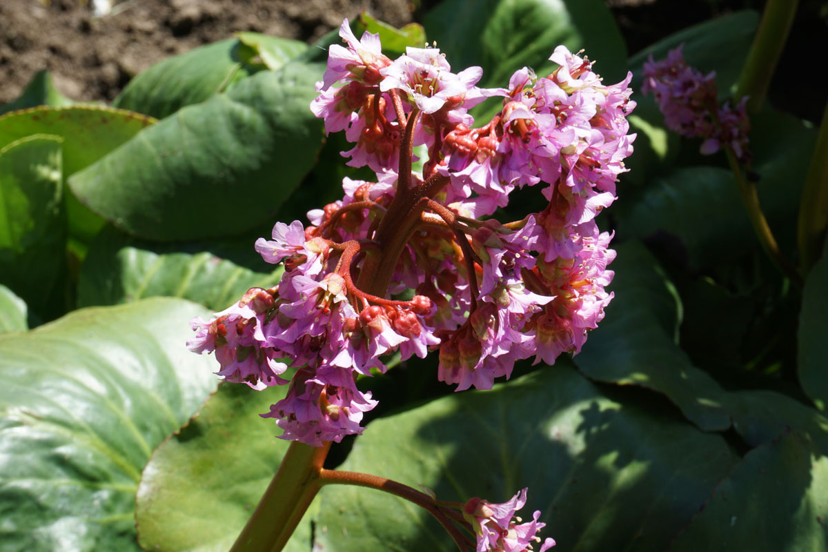 Бадан (лат. Bergenia)