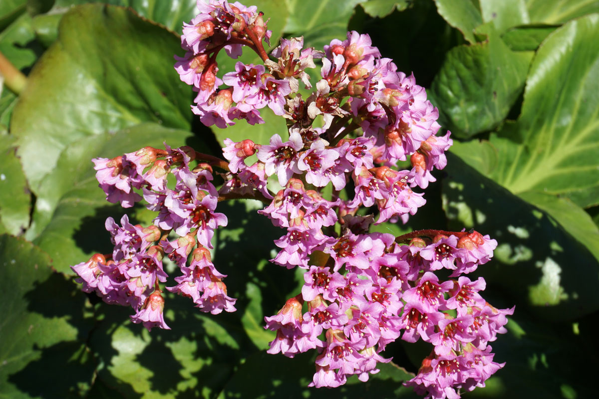 Бадан (лат. Bergenia)