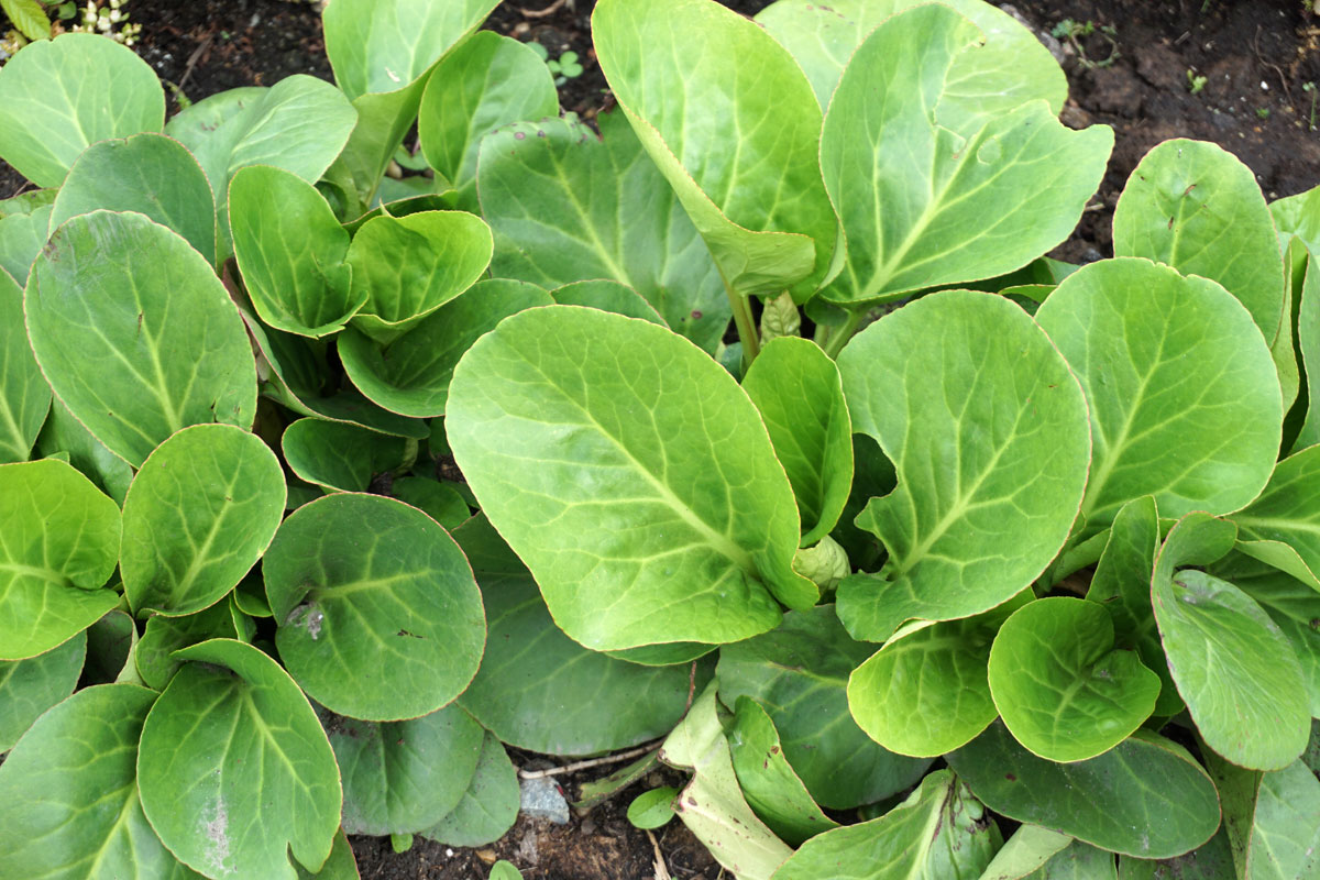 Бадан (лат. Bergenia)