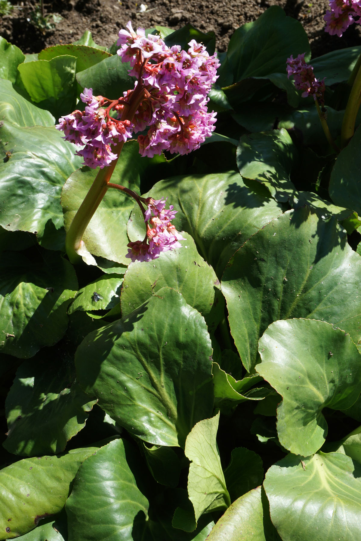 Бадан (лат. Bergenia)