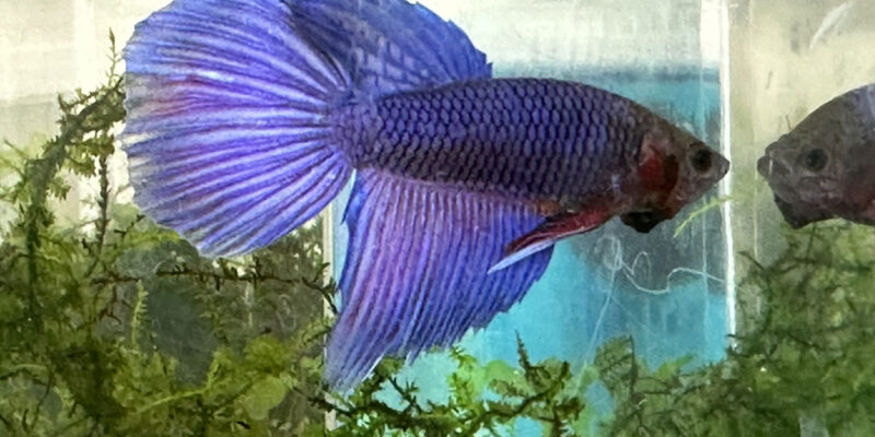 Петушок вуалевый