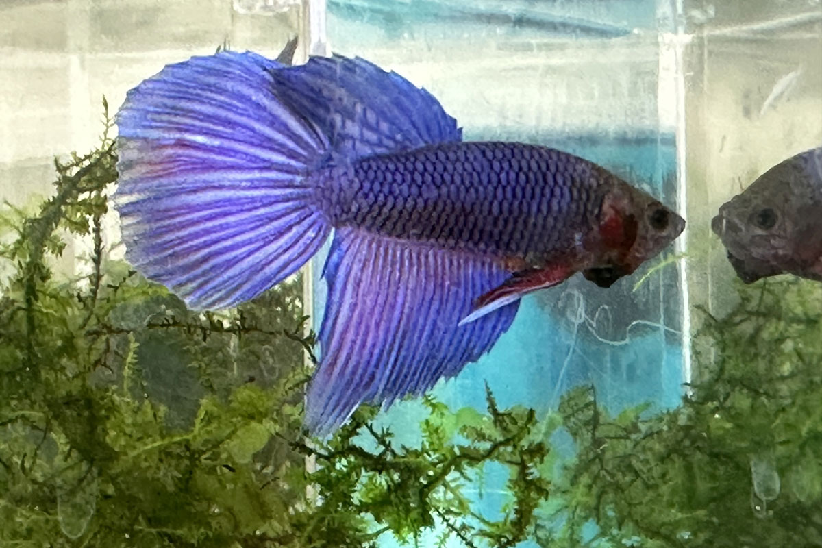 Петушок вуалевый