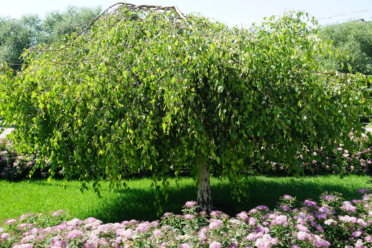 Береза повислая Юнга (лат. Betula pendula 'Youngii')