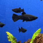 Черные моллинезии в аквариуме