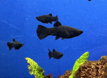Черные моллинезии в аквариуме