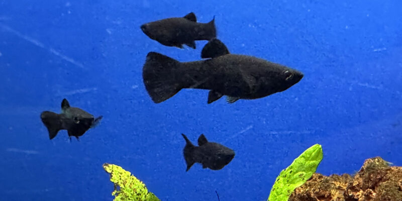 Черные моллинезии в аквариуме