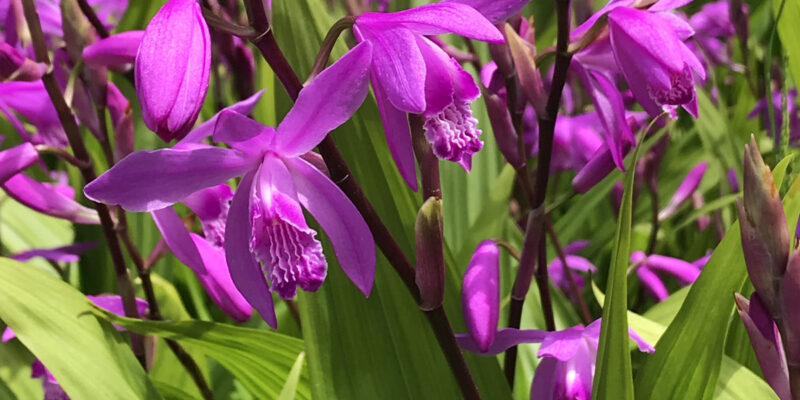 Блетилла, или садовая орхидея