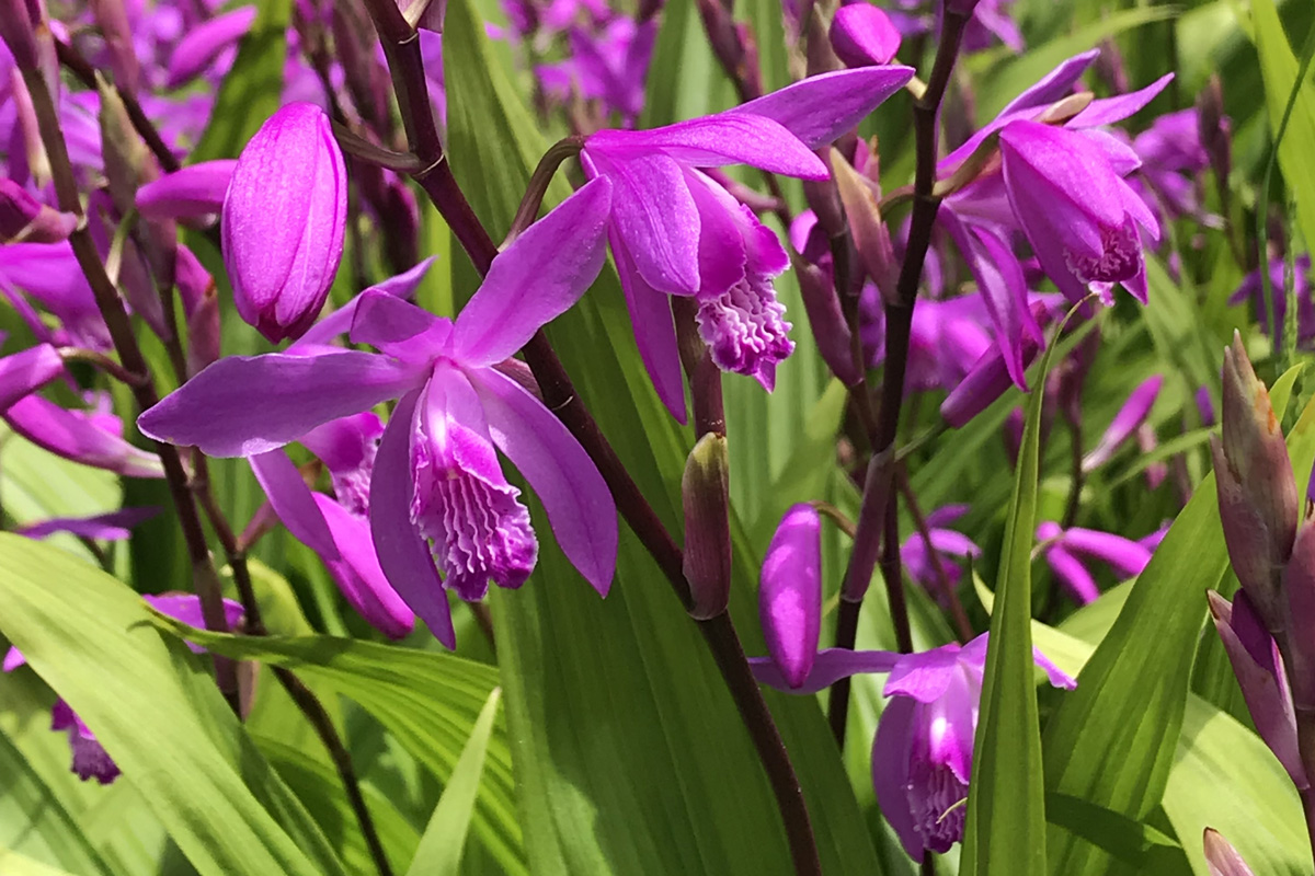 Блетилла, или садовая орхидея