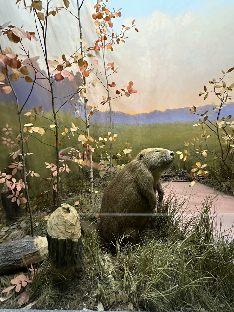 Бобровая плотина