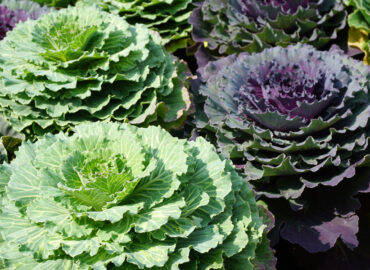 Декоративная капуста, Брассика декоративная (лат. Brassica oleracea var. acephala)