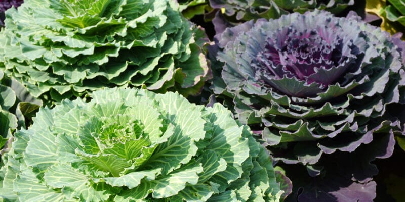 Декоративная капуста, Брассика декоративная (лат. Brassica oleracea var. acephala)