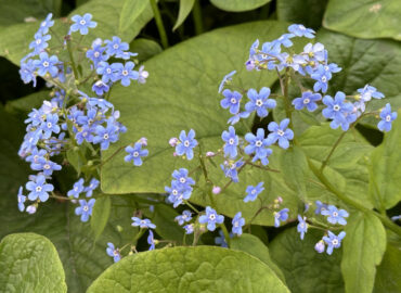 Бруннера крупнолистная (Brunnera macrophylla)