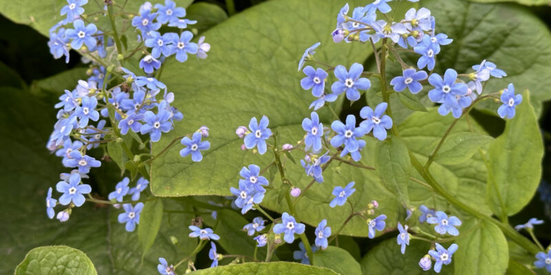 Бруннера крупнолистная (Brunnera macrophylla)