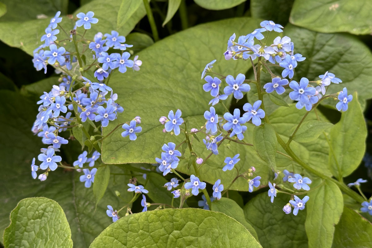 Бруннера крупнолистная (Brunnera macrophylla)