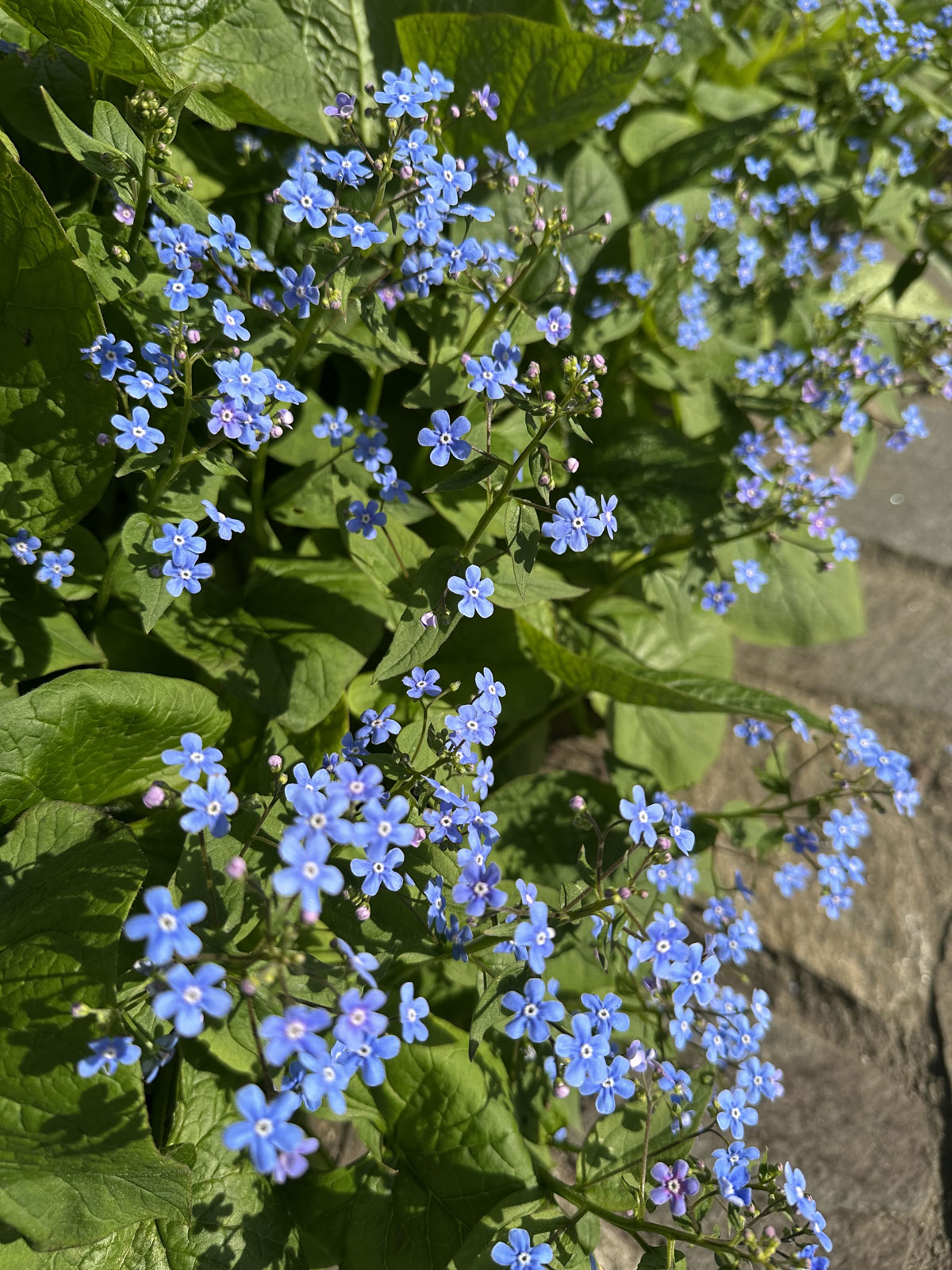 Бруннера крупнолистная (Brunnera macrophylla)