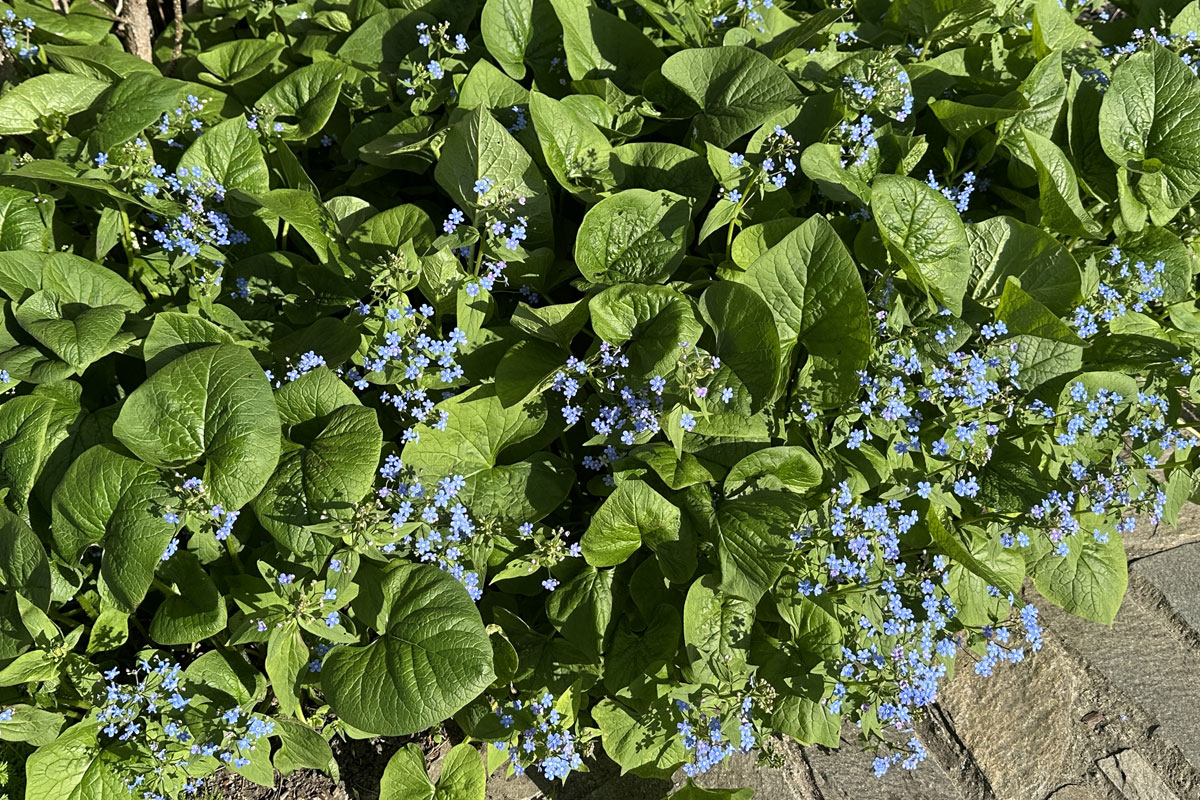 Бруннера крупнолистная (Brunnera macrophylla)