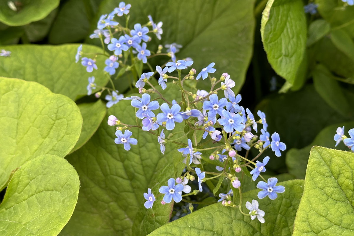 Бруннера крупнолистная (Brunnera macrophylla)