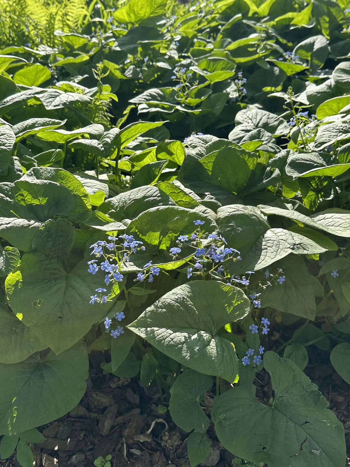Бруннера крупнолистная (Brunnera macrophylla)