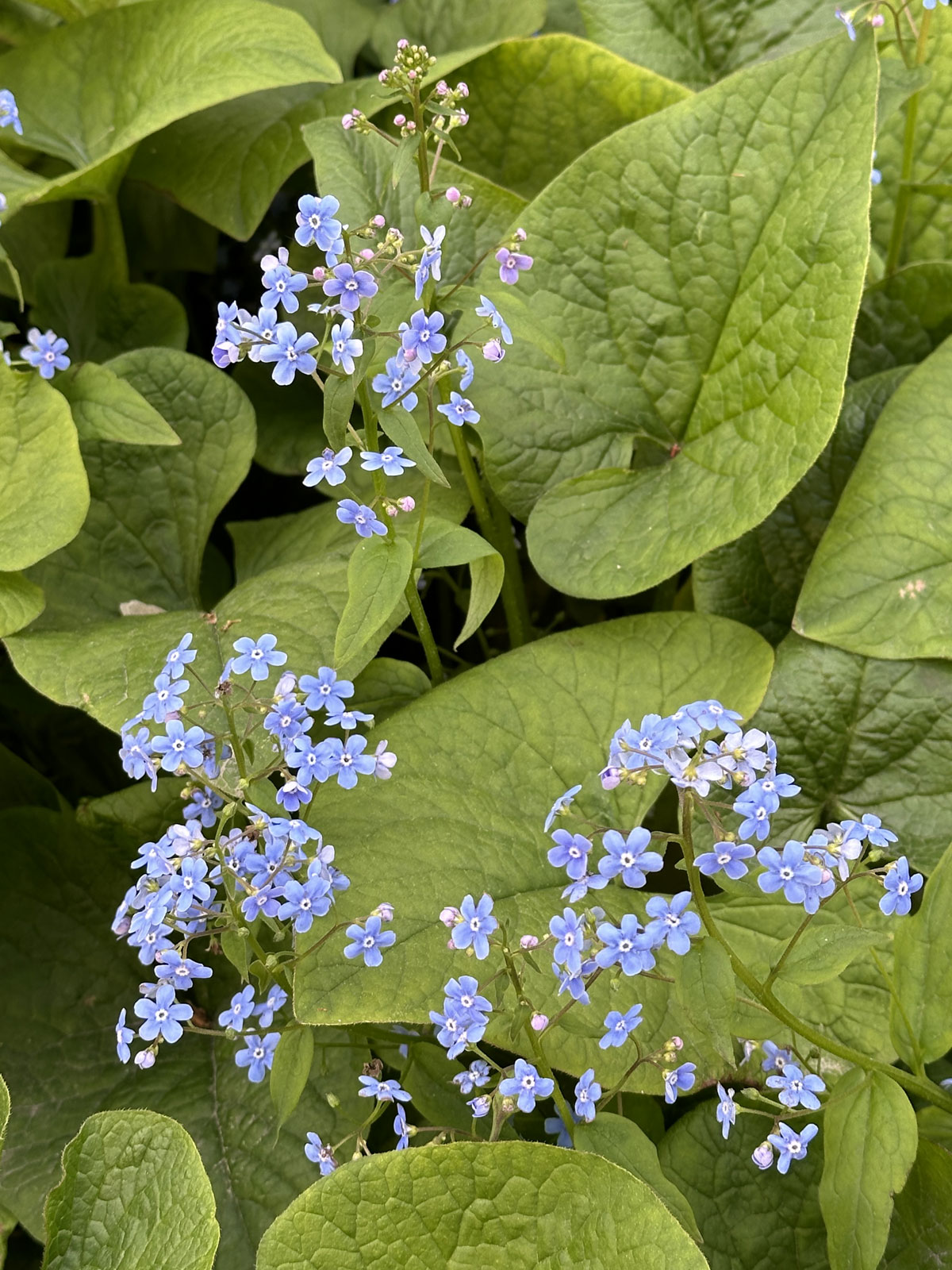 Бруннера крупнолистная (Brunnera macrophylla)
