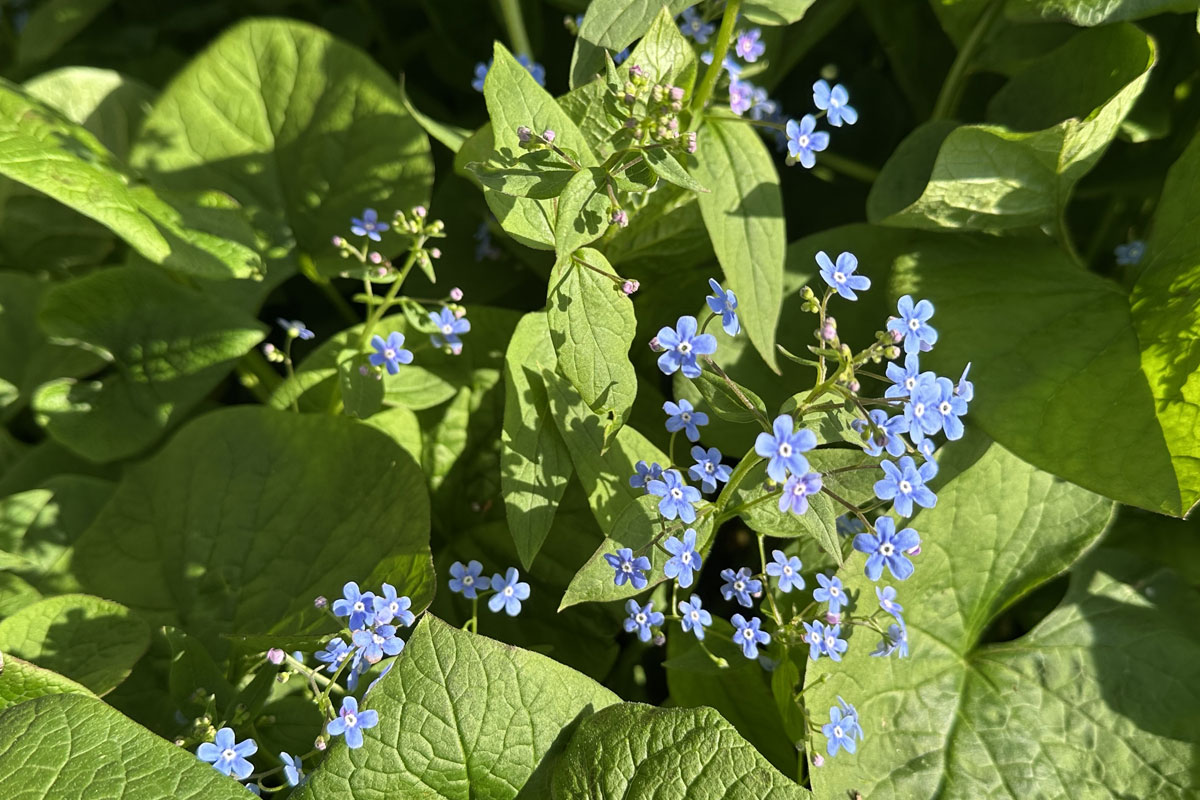 Бруннера крупнолистная (Brunnera macrophylla)