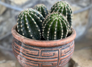 Как правильно ухаживать за кактусами