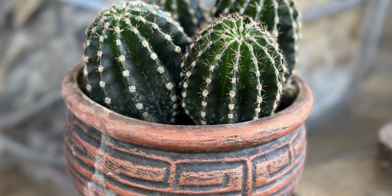 Как правильно ухаживать за кактусами