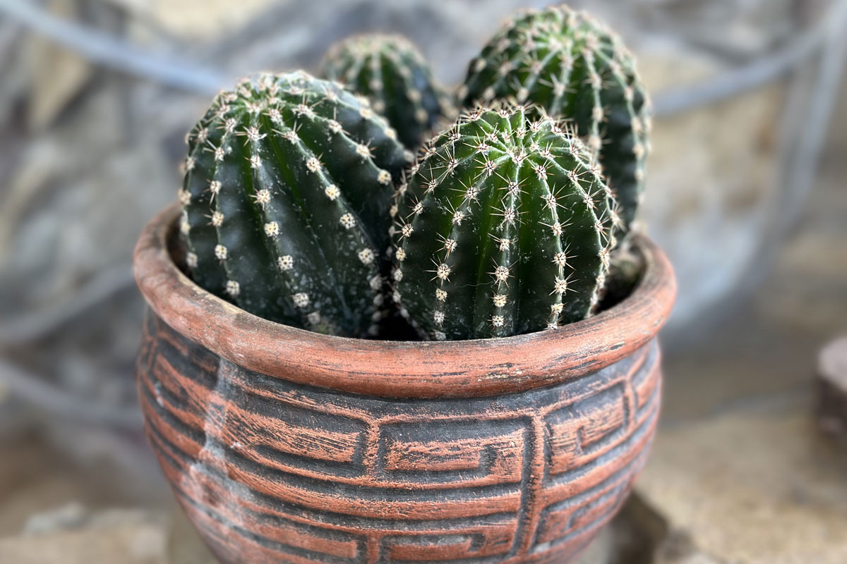 Как правильно ухаживать за кактусами