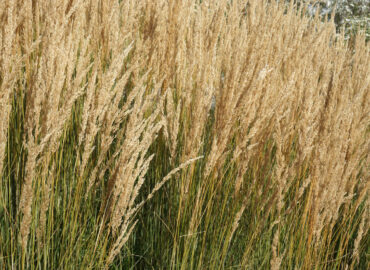 Вейник остроцветковый Карл Форстер (лат. Calamagrostis x acutiflora 'Karl Foerster')