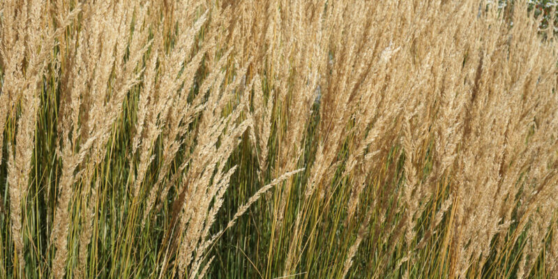 Вейник остроцветковый Карл Форстер (лат. Calamagrostis x acutiflora 'Karl Foerster')