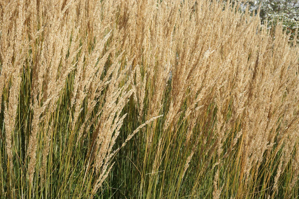 Вейник остроцветковый Карл Форстер (лат. Calamagrostis x acutiflora 'Karl Foerster')