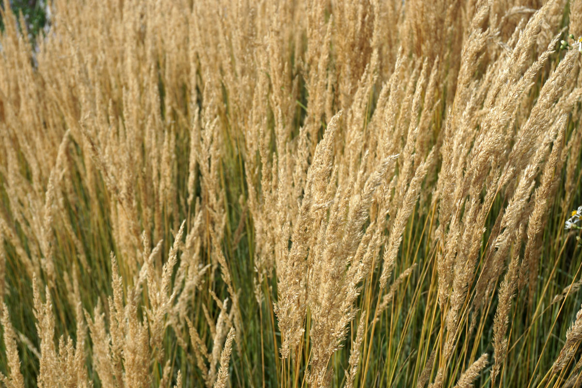 Вейник остроцветковый Карл Форстер (лат. Calamagrostis x acutiflora 'Karl Foerster')