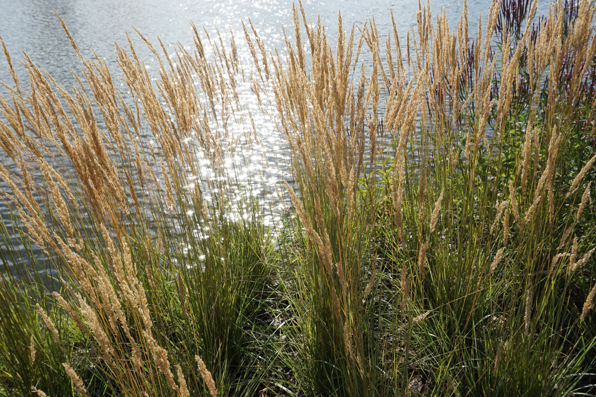 Вейник остроцветковый Карл Форстер (лат. Calamagrostis x acutiflora 'Karl Foerster')