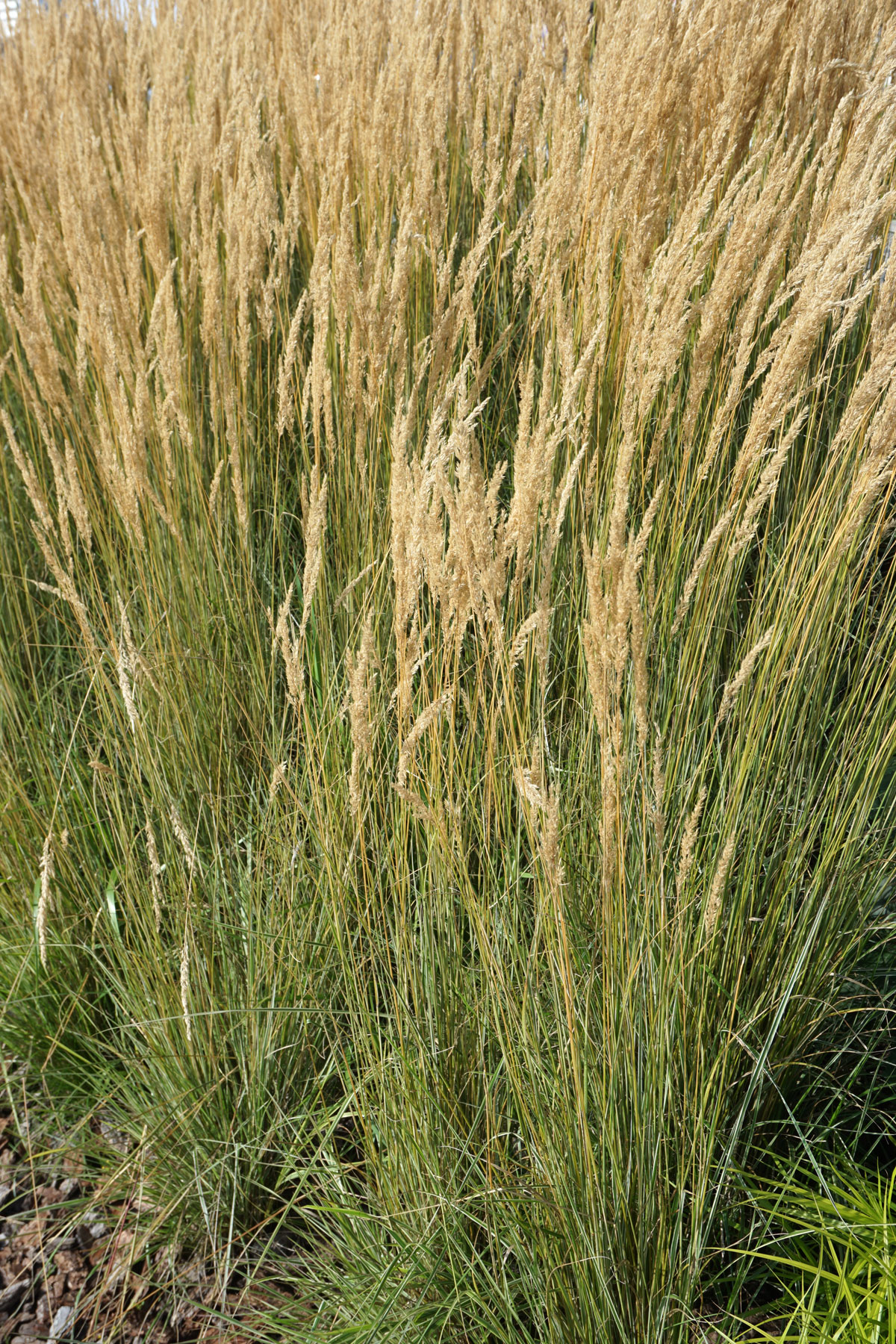 Вейник остроцветковый Карл Форстер (лат. Calamagrostis x acutiflora 'Karl Foerster')