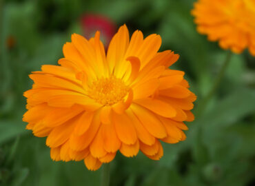 Ноготки, или календула лекарственная (лат. Calendula officinalis)