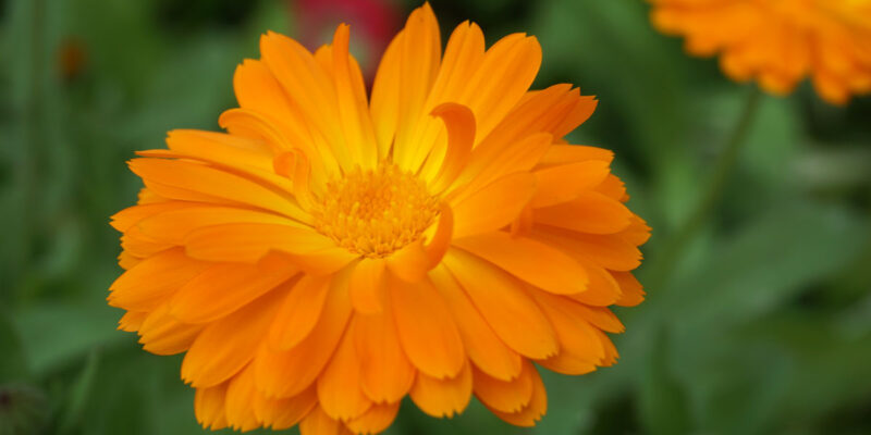 Ноготки, или календула лекарственная (лат. Calendula officinalis)