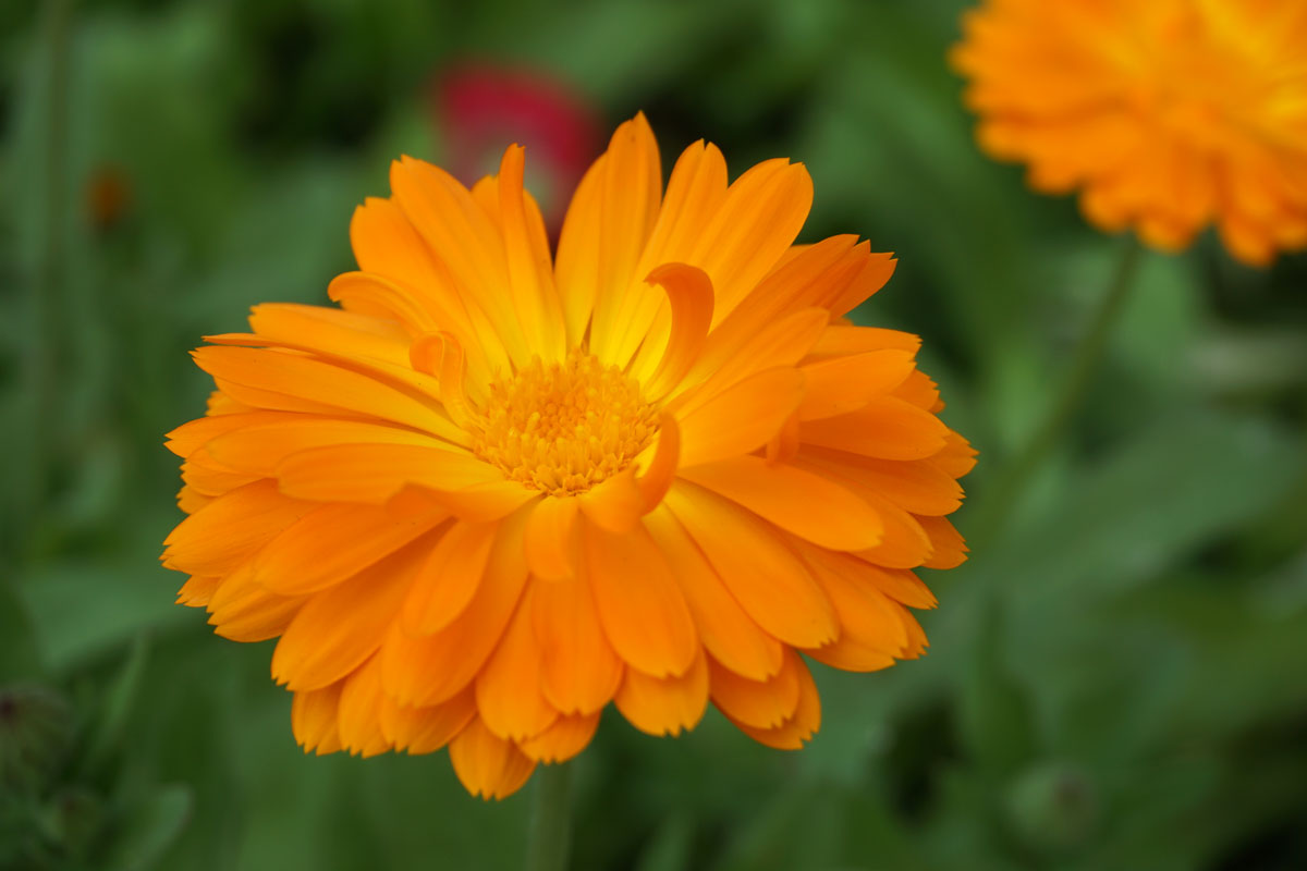 Ноготки, или календула лекарственная (лат. Calendula officinalis)