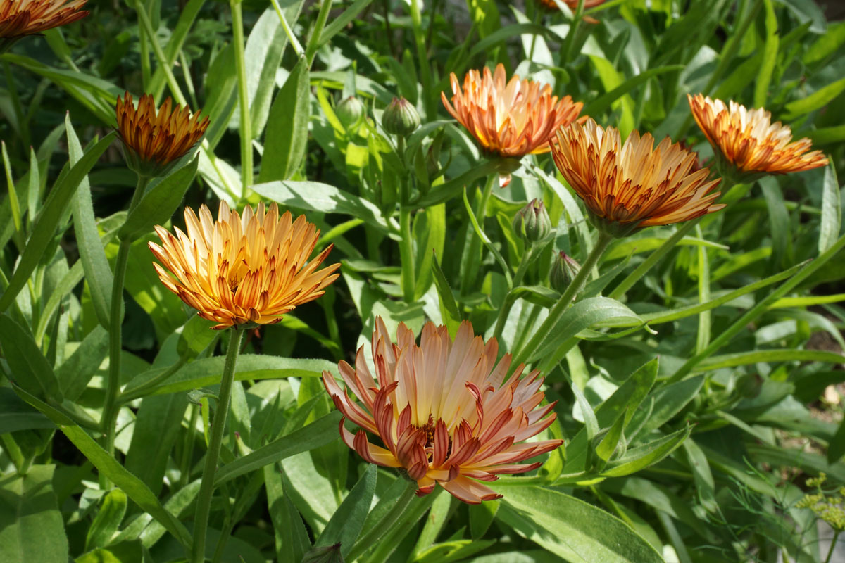 Ноготки, или календула лекарственная (лат. Calendula officinalis)