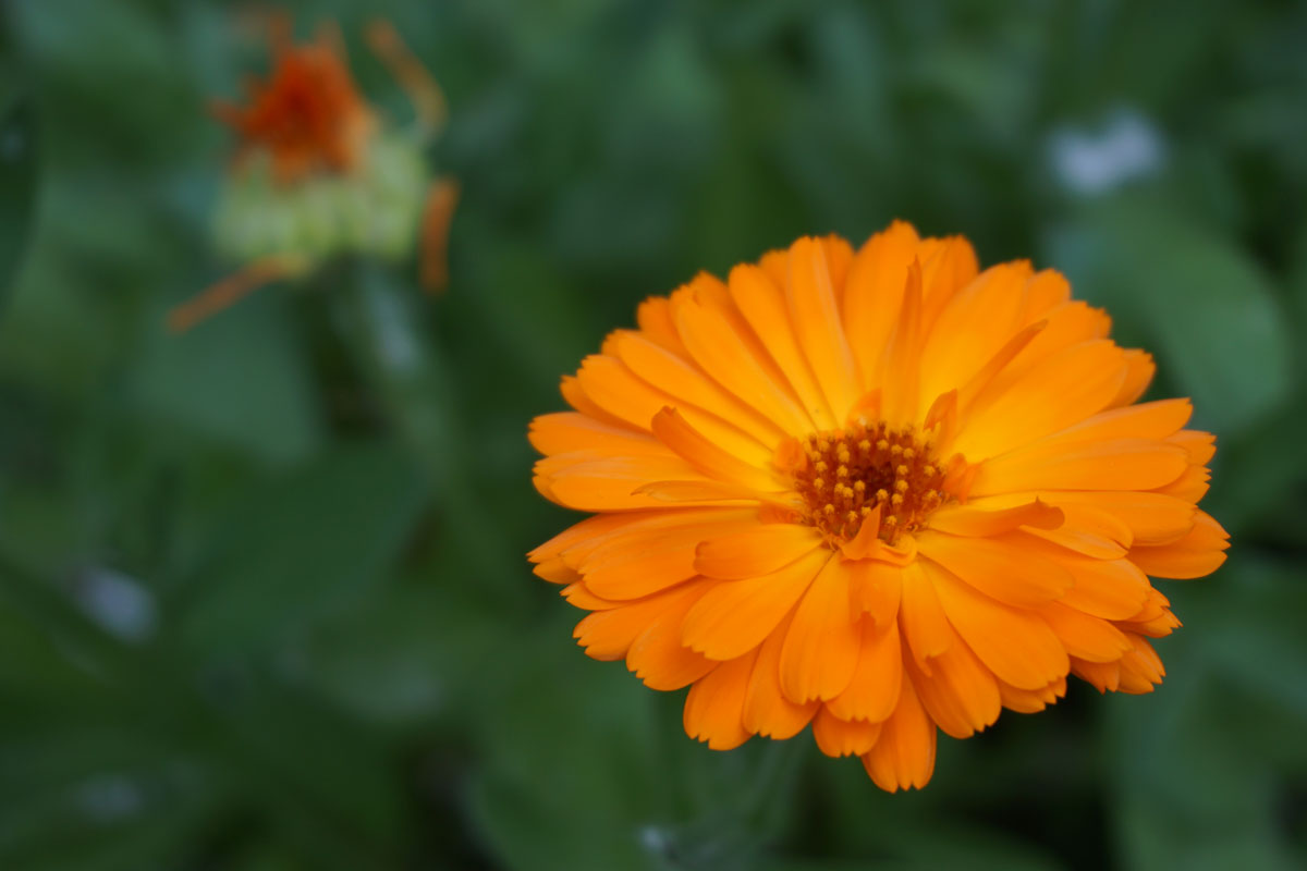 Ноготки, или календула лекарственная (лат. Calendula officinalis)