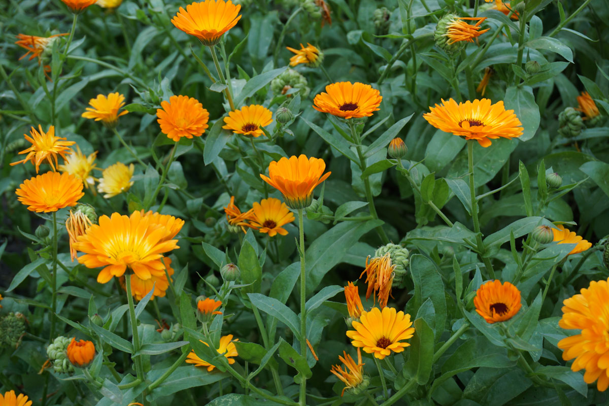 Ноготки, или календула лекарственная (лат. Calendula officinalis)