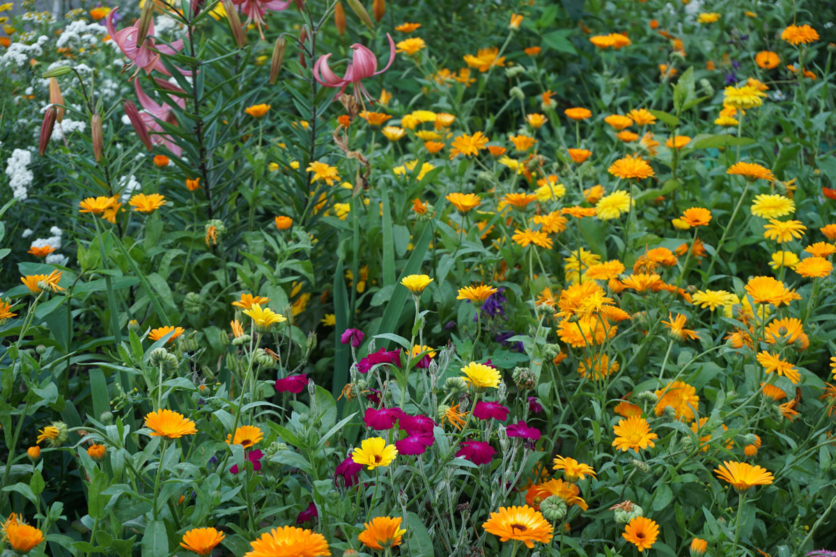 Ноготки, или календула лекарственная (лат. Calendula officinalis)