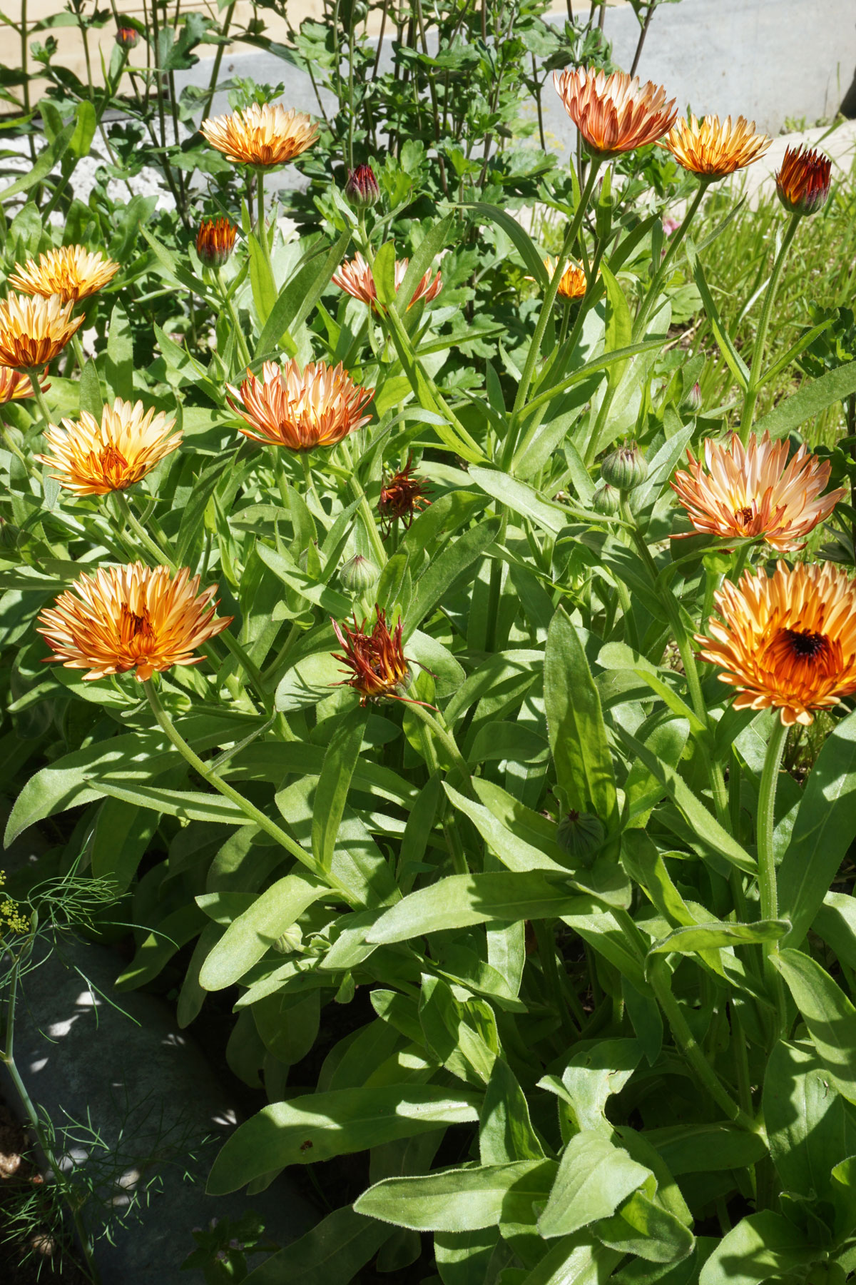Ноготки, или календула лекарственная (лат. Calendula officinalis)