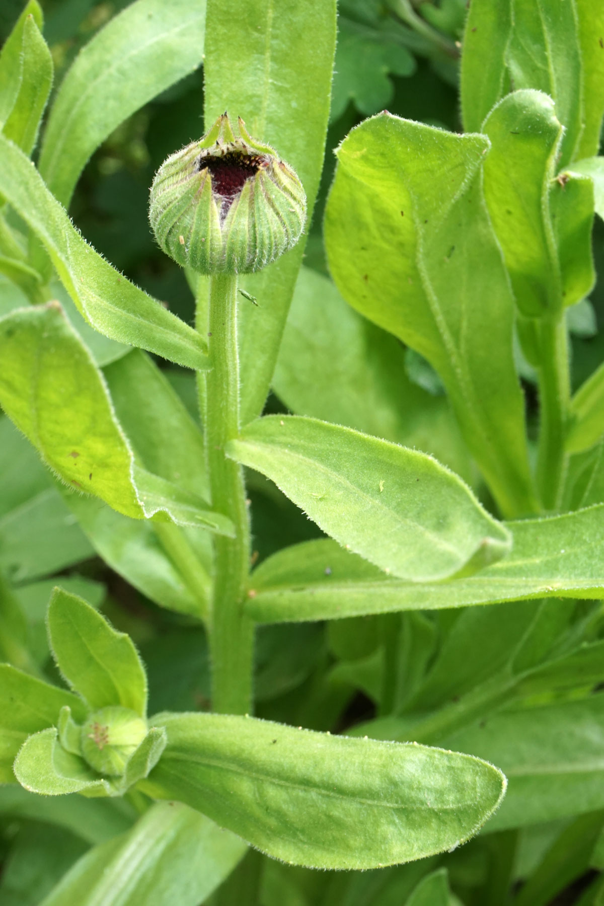 Ноготки, или календула лекарственная (лат. Calendula officinalis)