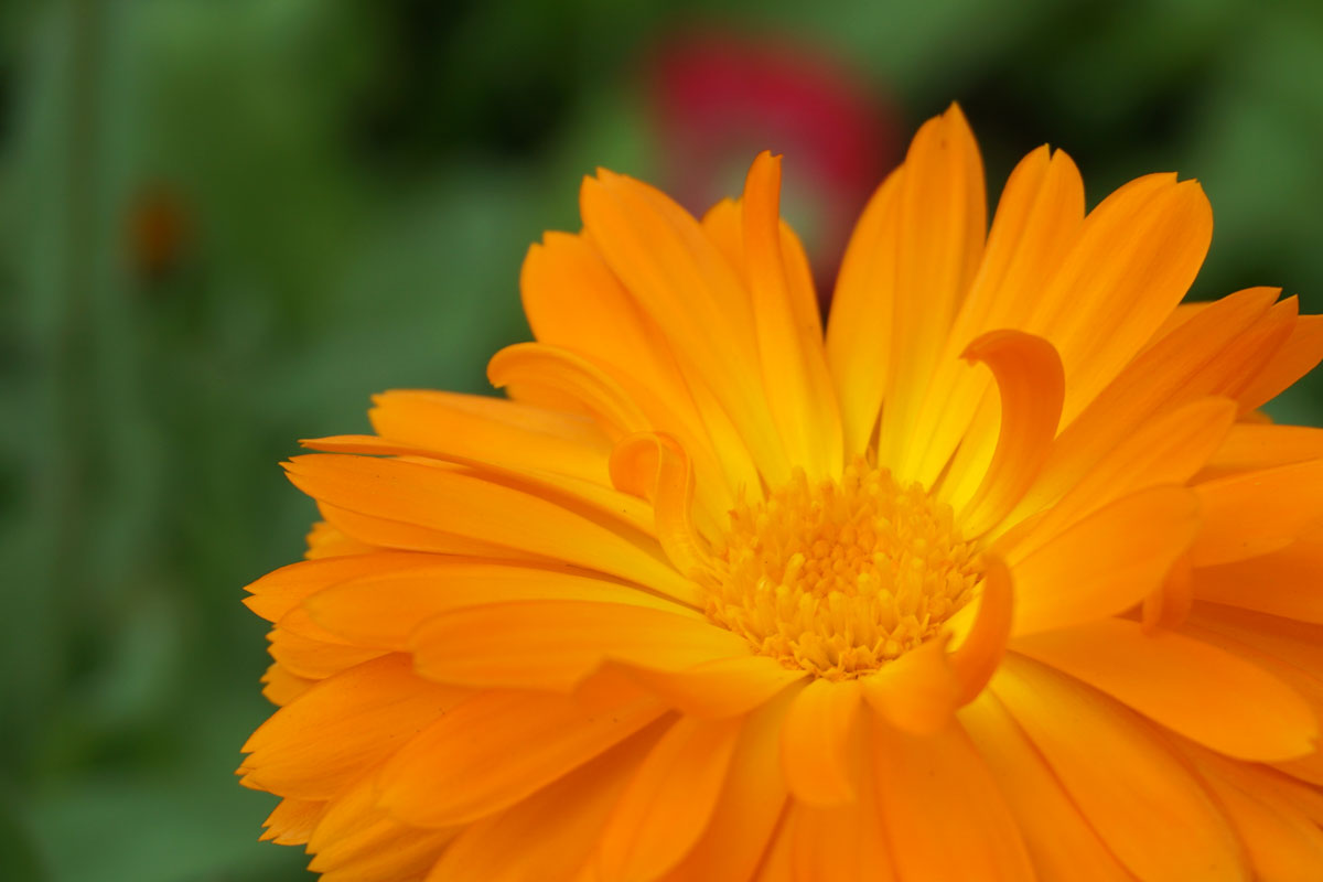 Ноготки, или календула лекарственная (лат. Calendula officinalis)