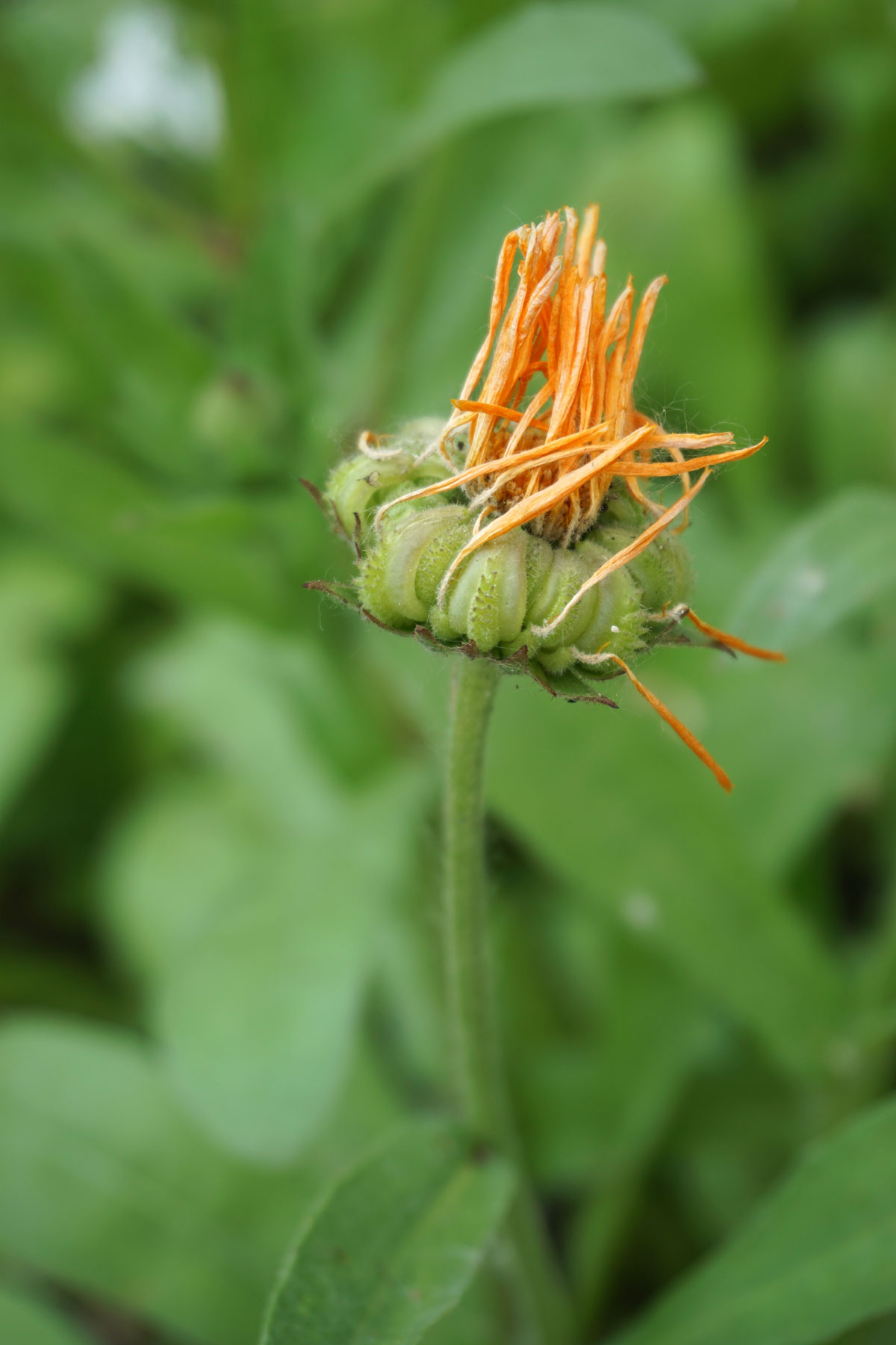 Ноготки, или календула лекарственная (лат. Calendula officinalis)