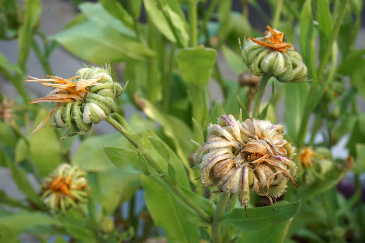 Ноготки, или календула лекарственная (лат. Calendula officinalis)