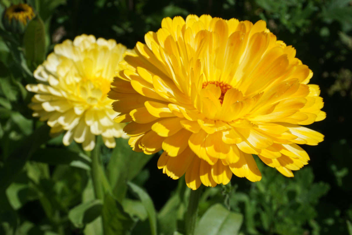 Ноготки, или календула лекарственная (лат. Calendula officinalis)