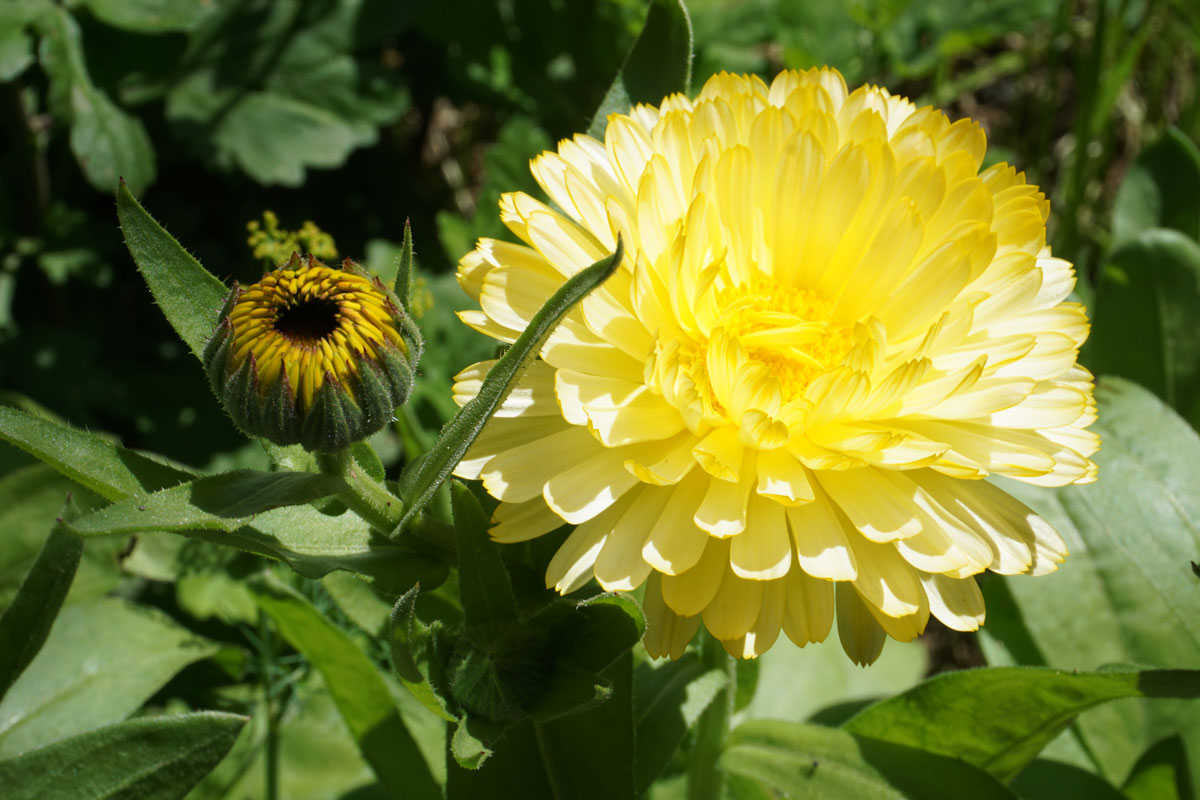 Ноготки, или календула лекарственная (лат. Calendula officinalis)