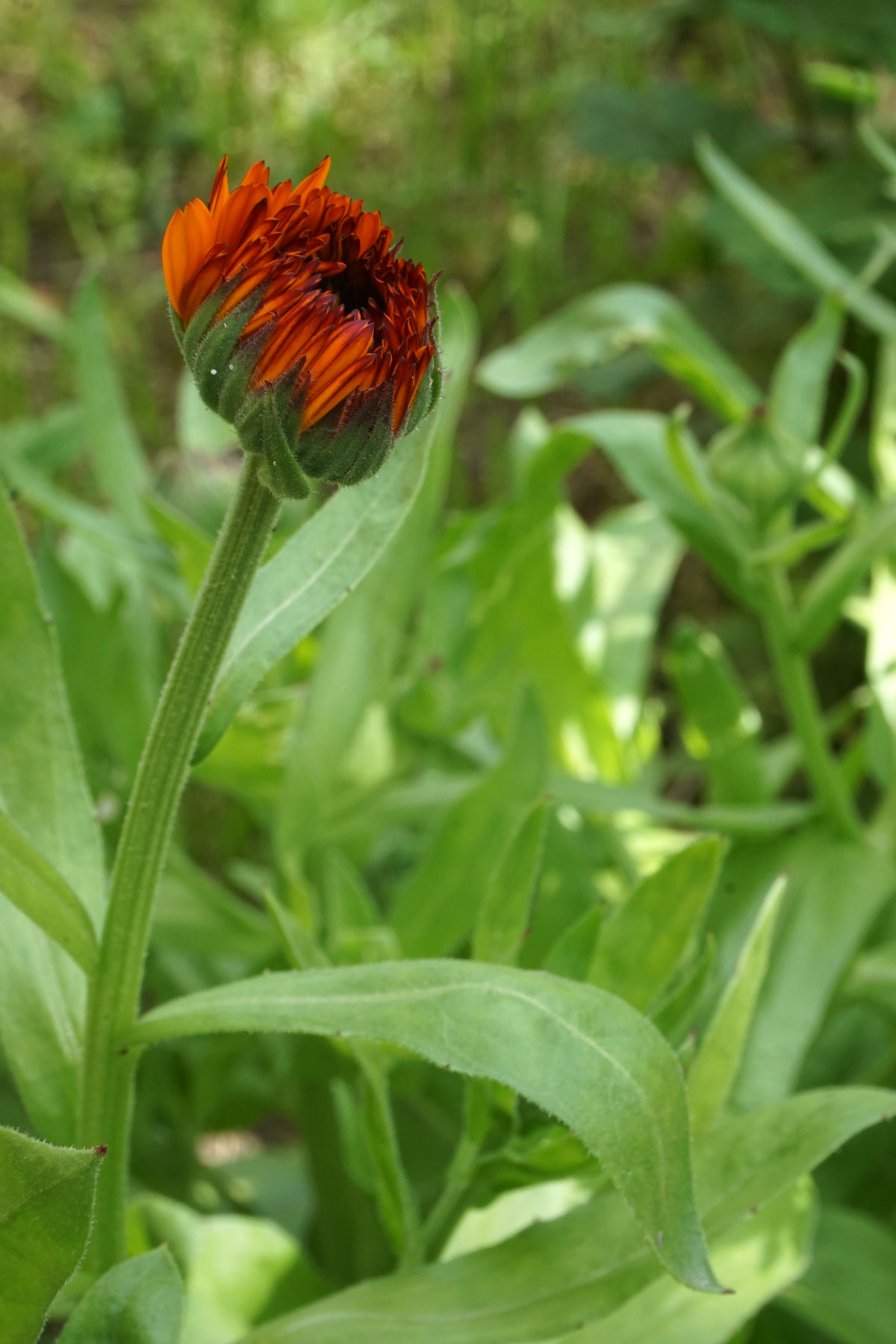 Ноготки, или календула лекарственная (лат. Calendula officinalis)