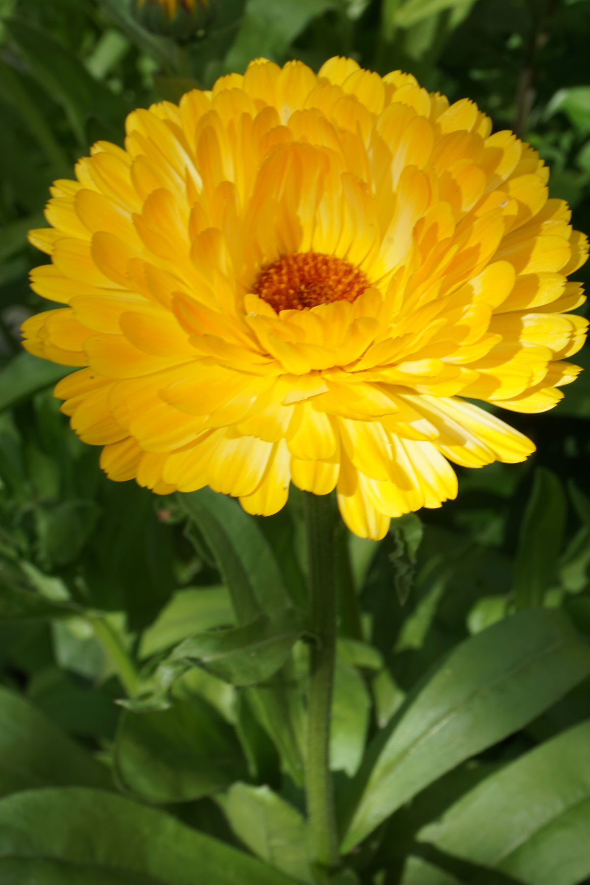 Ноготки, или календула лекарственная (лат. Calendula officinalis)