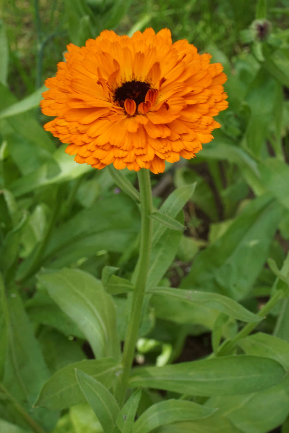 Ноготки, или календула лекарственная (лат. Calendula officinalis)